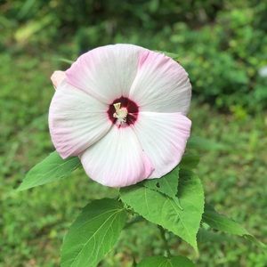 Meet your Posher, Jana